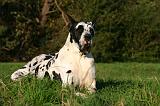 DOGUE ALLEMAND 886
